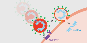 SARS-CoV-2 Structure and Infection Cycle Article