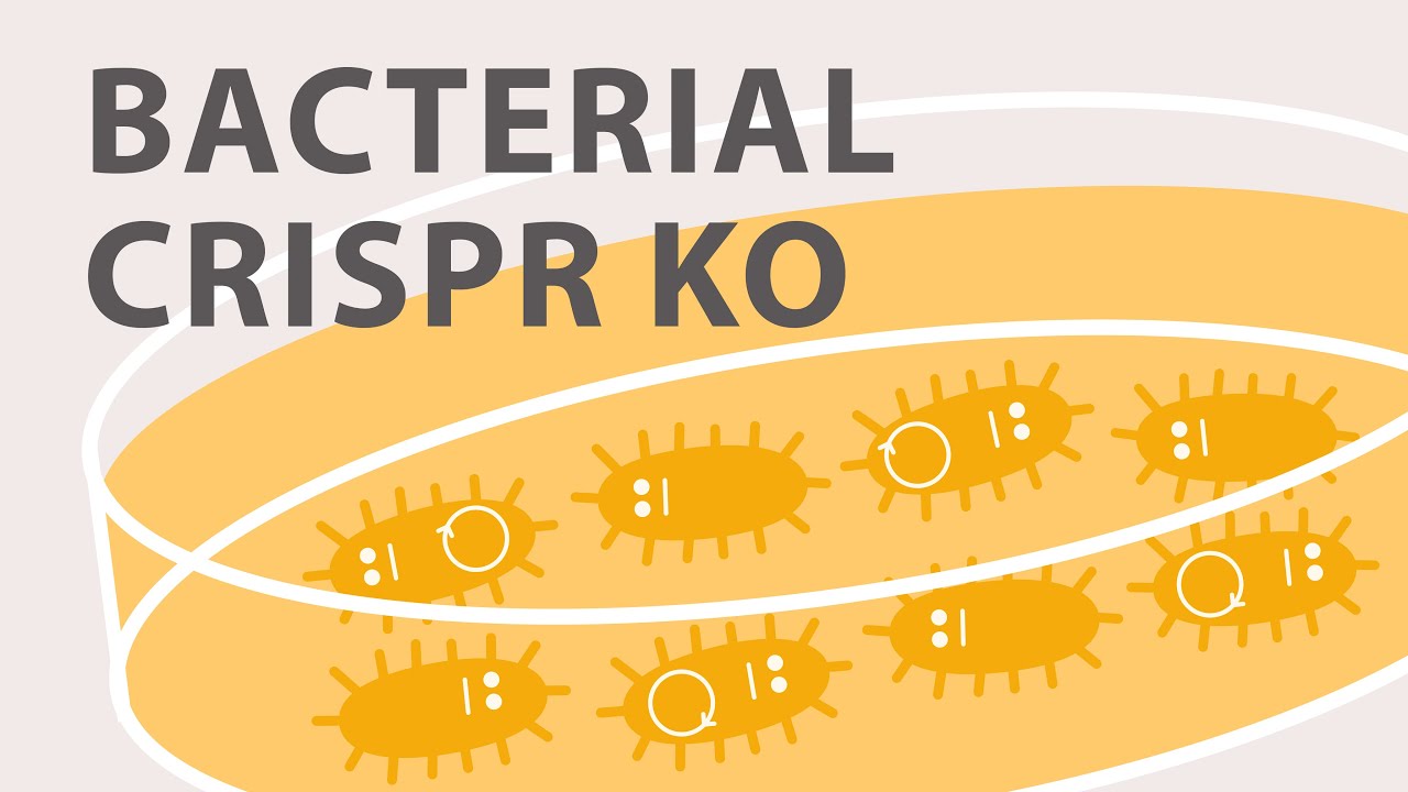 Bacterial CRISPR Knockout