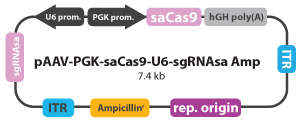 pAAV-PGK-saCas9-U6-sgRNAsa-Amp