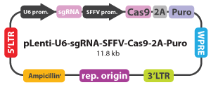 pLenti-U6-sgRNA-SFFV-Cas9-2A-Puro